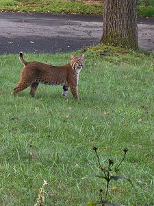A brown bobcat walks across grass near a road.