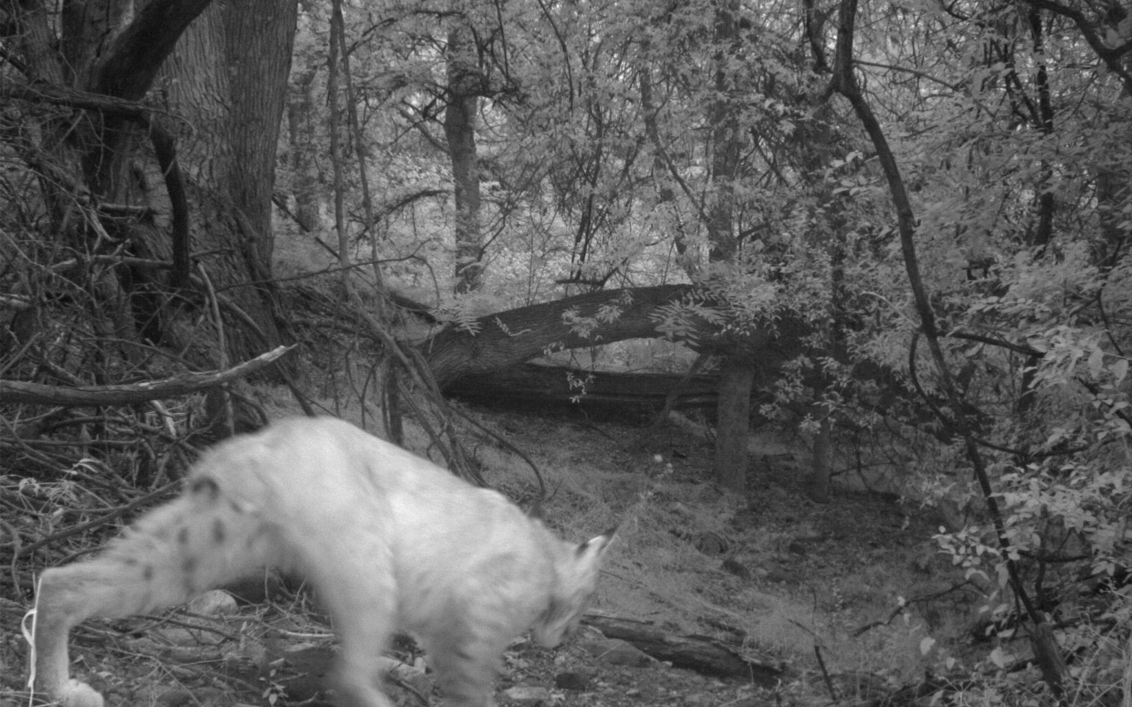 Bobcat at night walks in front of the trail camera.