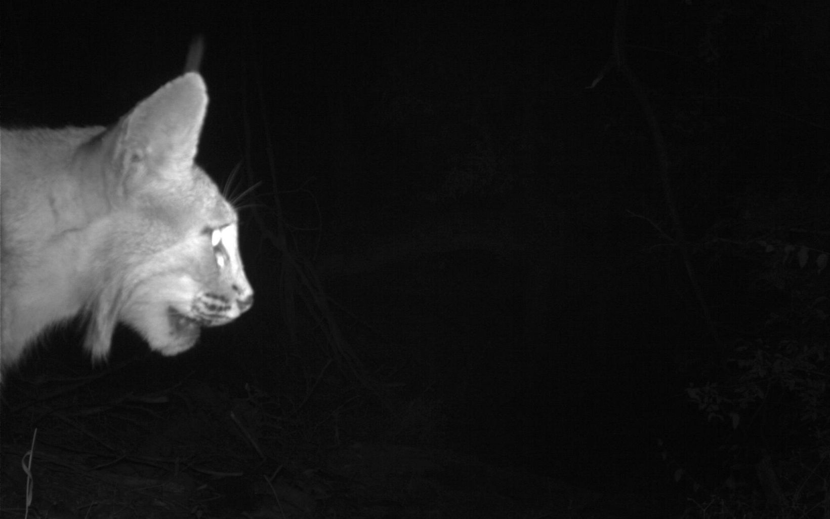 Bobcat at night.