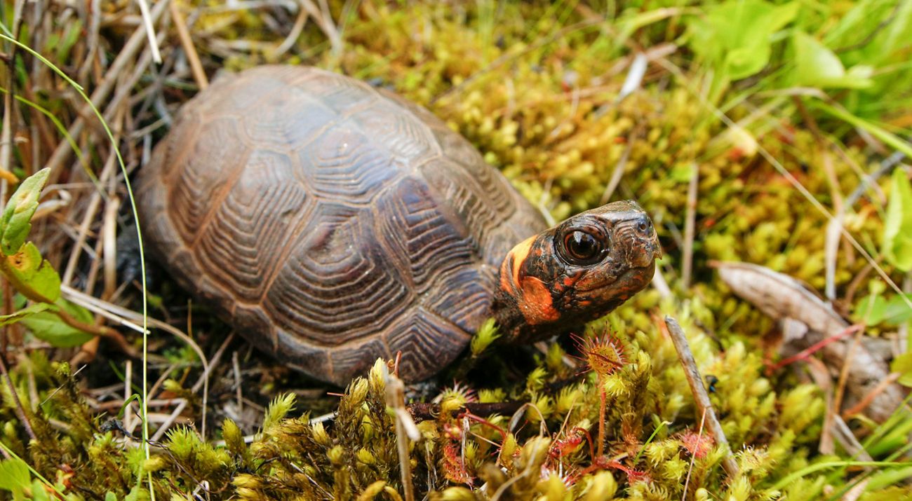 A small brown turtle with orange cheeks and a red speckled face sits in a patch of green moss.