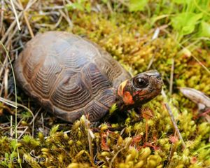 A small brown turtle with orange cheeks and a red speckled face sits in a patch of green moss.