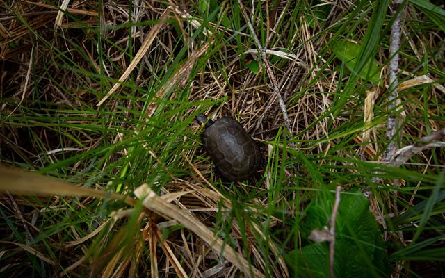Close up of a bog turtle sitting in a clump of dark green grass with some twigs and leaves around it. 