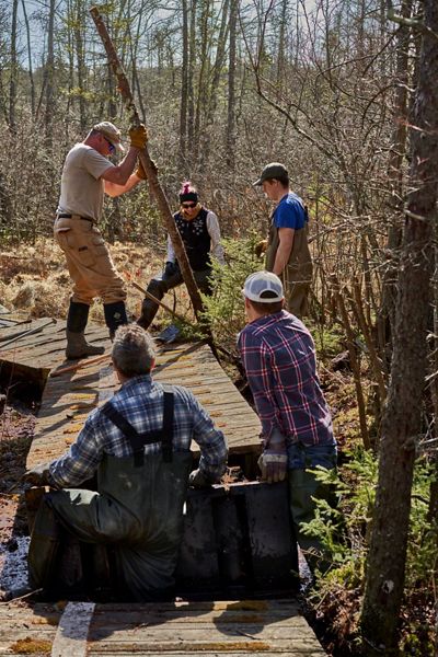 Five people are on a boardwalk path in the woods. They are surrounding a dead tree which they carefully work to remove.