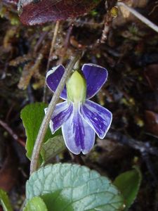 These pretty plants have small flowers that are white on their upper surface and blue to purple on the undersides.