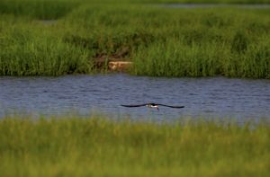 An oystercatcher, a shorebird with black wings and an orange spot on its beak, flies low over a body of water with marsh grasses in the foreground and background.