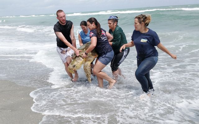 Sea Turtle Rescue Team at Blowing Rocks Preserve saving a loggerhead sea turtle from the rocks and water.