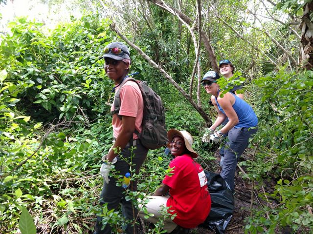 Volunteers working to remove invasive plants at Blowing Rocks Preserve.