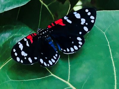 Blowing Rocks Preserve provides habitat for pollinators such as the striking faithful beauty moth.