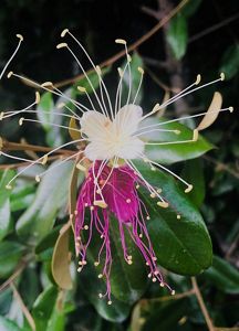 A pink and white Jamaica caper flower with long flowing stamens at Blowing Rocks Preserve. 