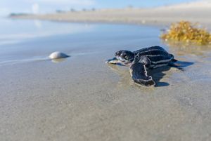 A leatherback sea turtle hatchling approaches the shore to begin its life at sea at Blowing Rocks Preserve. 