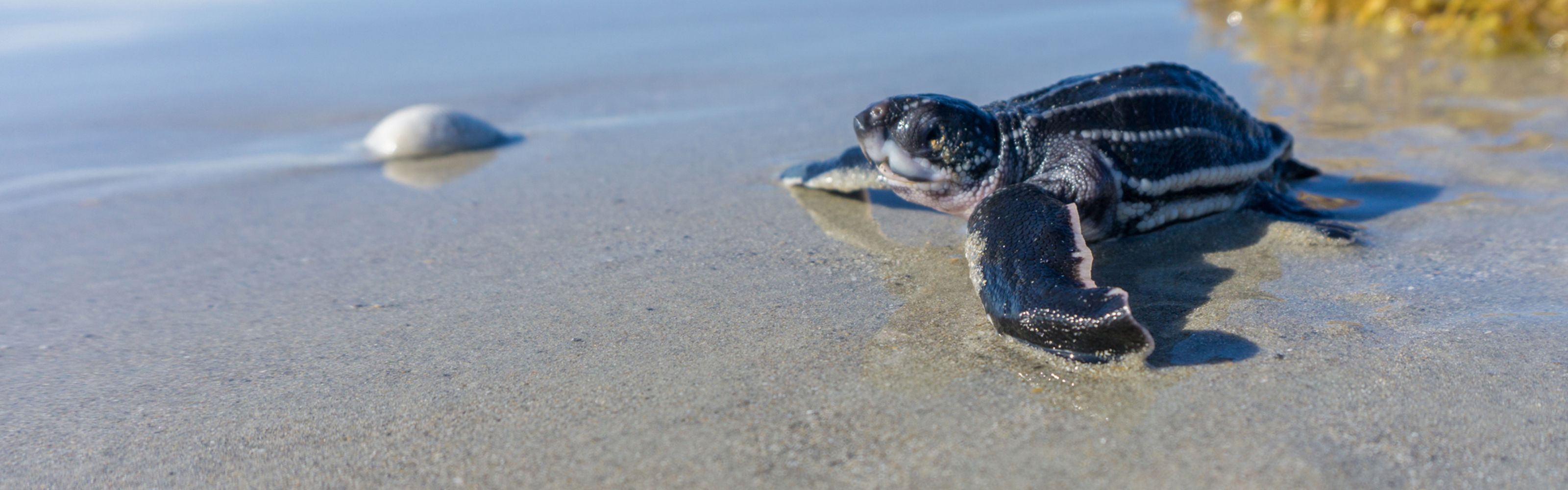 A turtle hatchling moves across a sandy beach.
