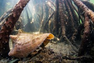 A queen conch peers out of its shell in the mangroves in the Indian River Lagoon shoreline of Blowing Rocks Preserve. 