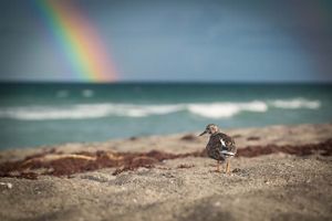 A lone ruddy turnstone shorebird on the beach at Blowing Rocks Preserve with a rainbow in the background over the sea. 