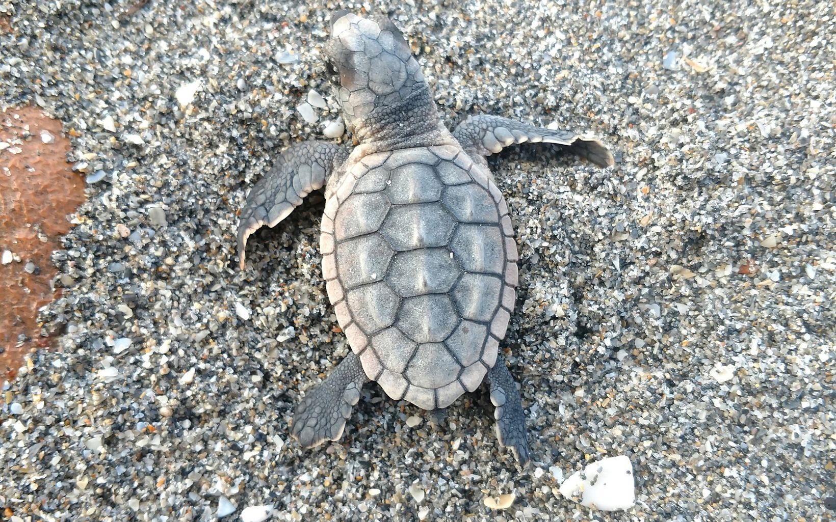Sea turtle hatchling on the beach at Blowing Rocks Preserve.