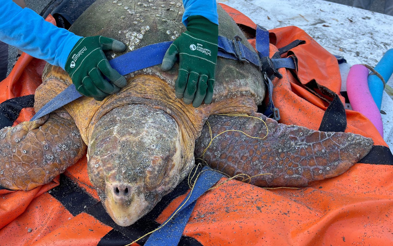 Rescued loggerhead sea turtle laying on a stretcher at Blowing Rocks Preserve.