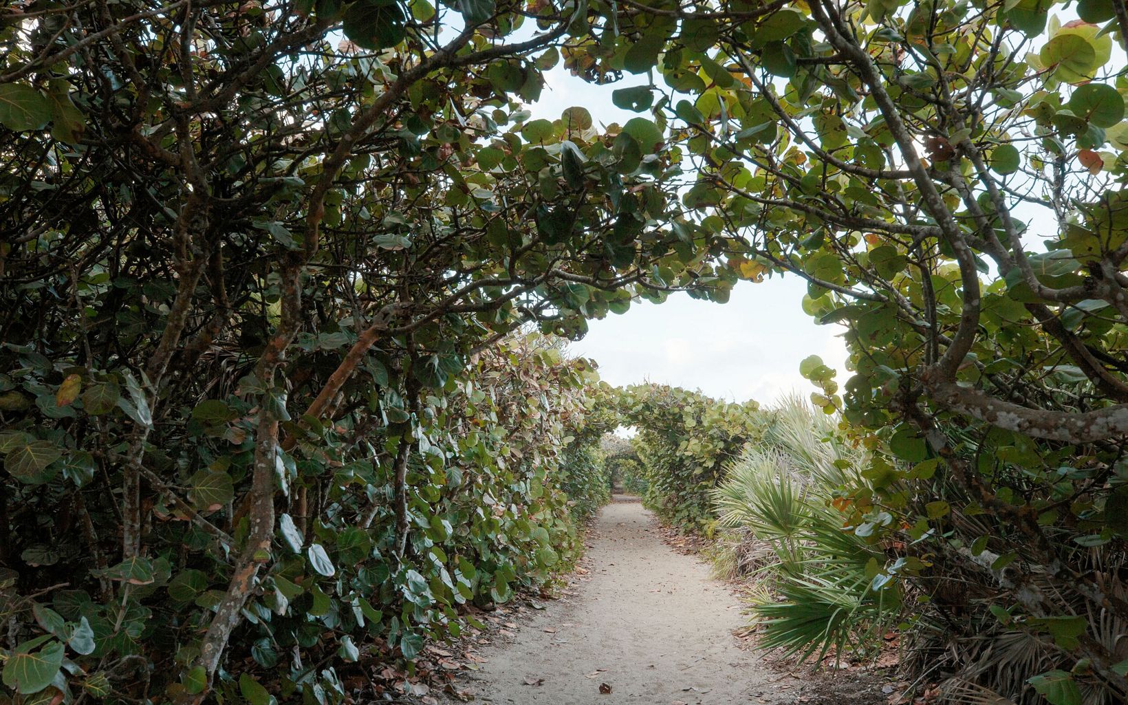 Sea grape tunnel on the Beach Dune trail at Blowing Rocks Preserve.