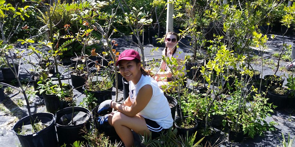 Volunteers working in the native plant nursery at Blowing Rocks Preserve.