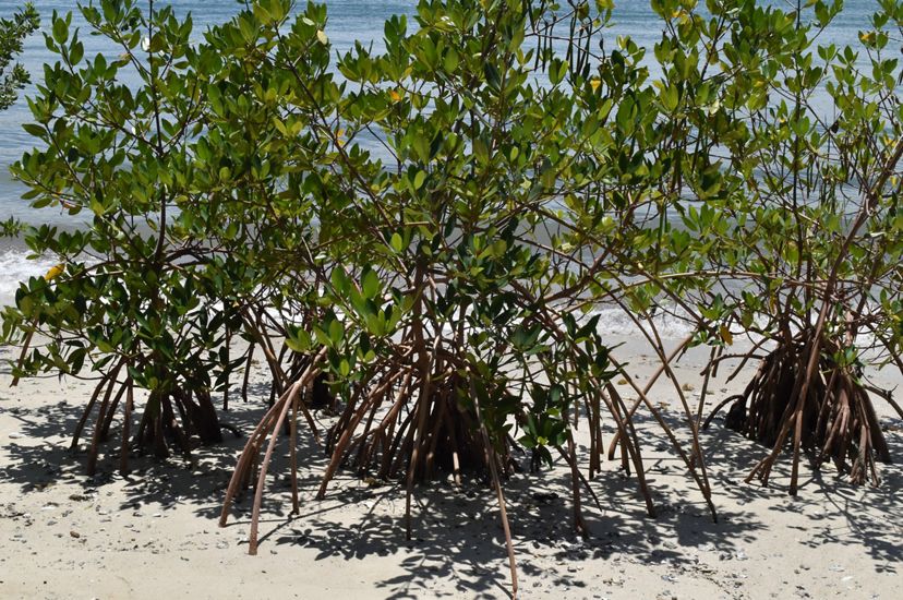Un bosque de manglares en crecimiento en una reserva natural de Florida, que muestra las raíces de los manglares extendiéndose por la arena.