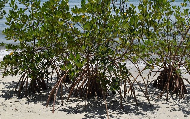 A growing mangrove forest at a Florida nature preserve, showing the mangrove roots spreading out into the sand.