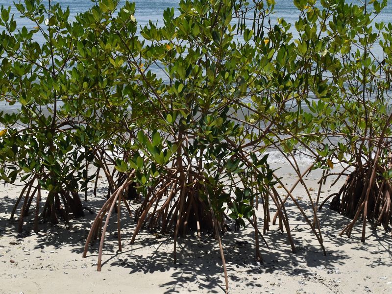 A growing mangrove forest at a Florida nature preserve, showing the mangrove roots spreading out into the sand.