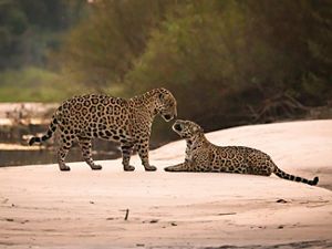 Dos jaguares interactuando hacen parte de la biodiversidad de Latinoamérica.