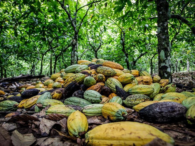 green and yellow cocoa beans lie on the floor of a food forest in brazil