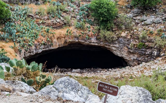 A sign reading bats only beyond this point sits in front of a dark, rocky cave entrance covered in shrubs and cacti.