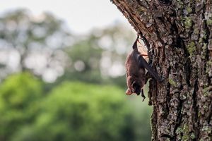 A closeup of a dark grey Mexican free-tailed bat, a bat with large ears and snout, hanging on a tree.