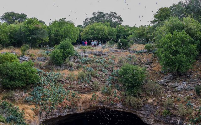 A group of people stand above a gaping entrance to a dark cave as bats emerge.