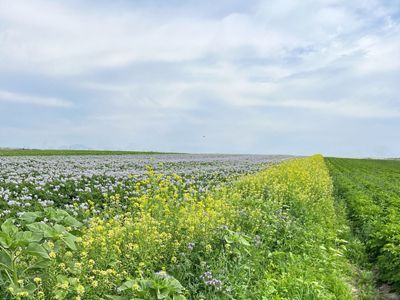 A wide field of green plants and flowers.
