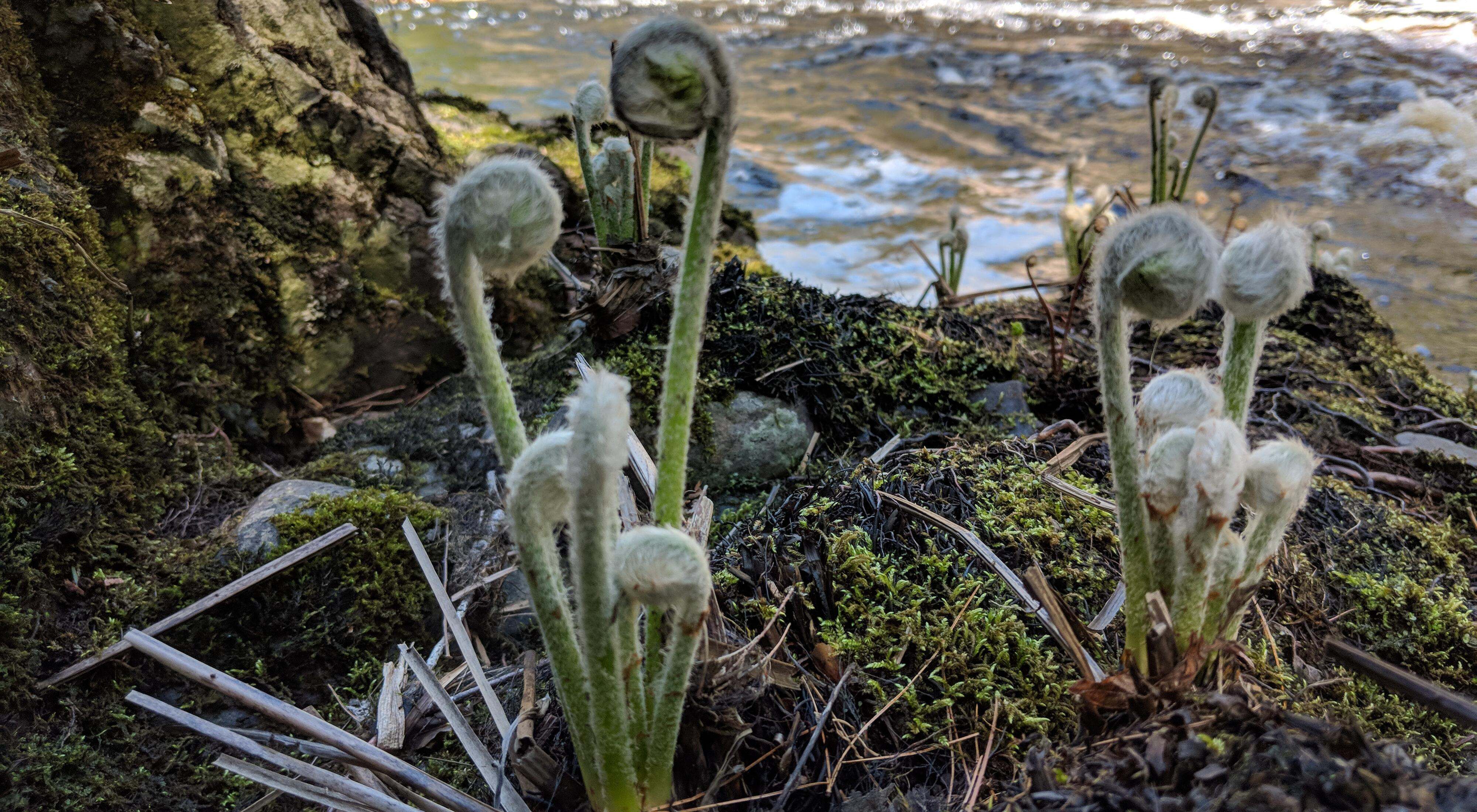 Closeup of budding ferns along the shore of a stream.