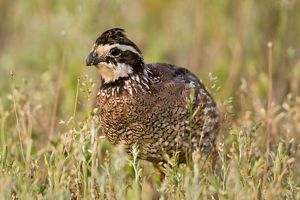 A brown bird with a white face and darker brown streaks over its eyes sitting in grass.