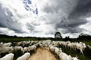Ganado en Pará, Brasil.