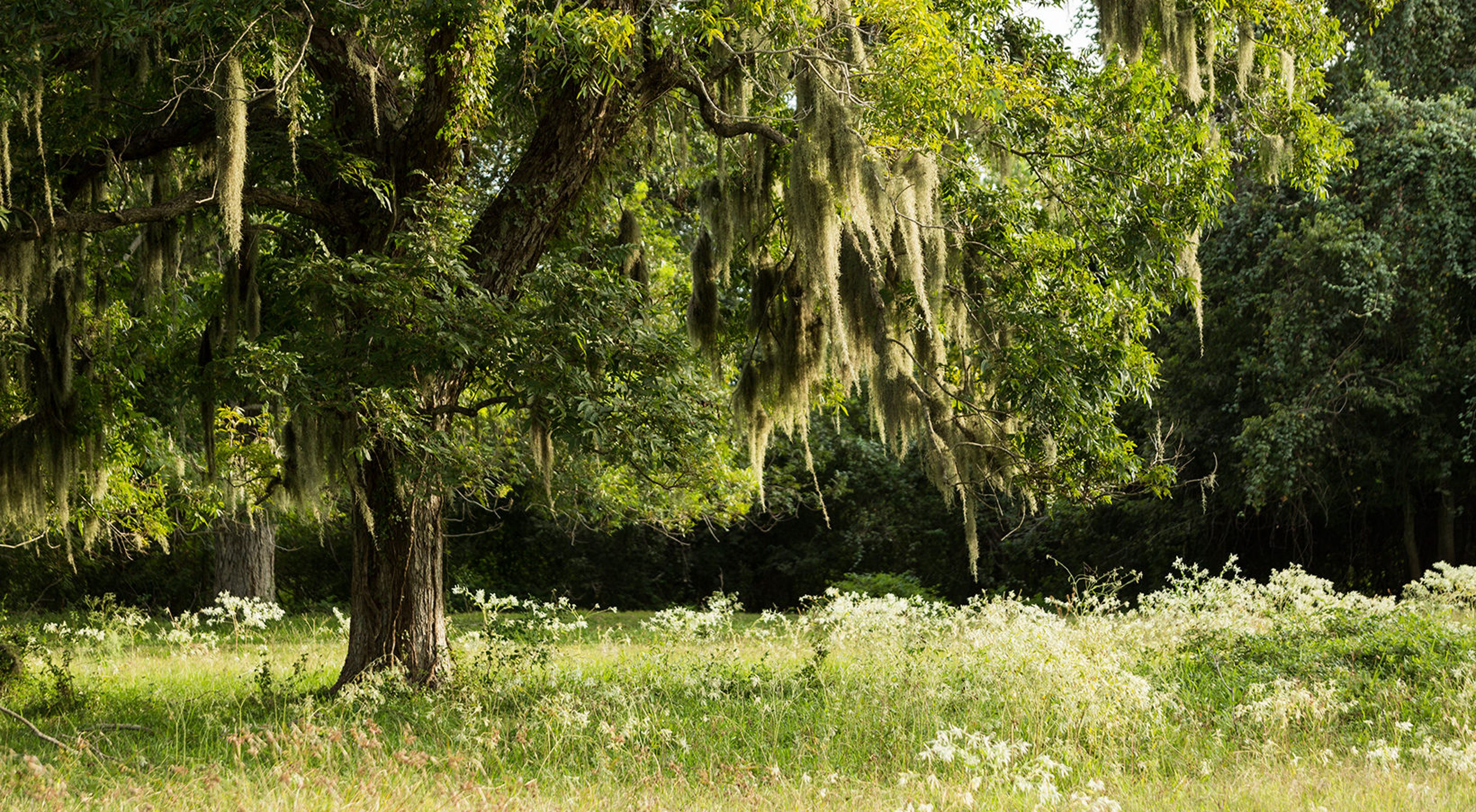 green-leaved live oak tree stands in meadow with Spanish moss hanging from its branches