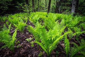A bunch of ferns in soil. 