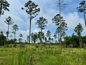 Pine trees grow throughout a large, open field.