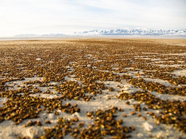 A dried up lake with millions of brine shrimp on the ground and snowy mountains in the distance.