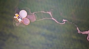 Aerial view of a boat with pink nets gathering brine shrimp. 