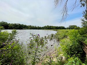 A freshwater tidal marsh. A wide body of water is circled by tall grasses and flowering plants. A forest dominates the background, lining the horizon under a blue sky streaked with white clouds.