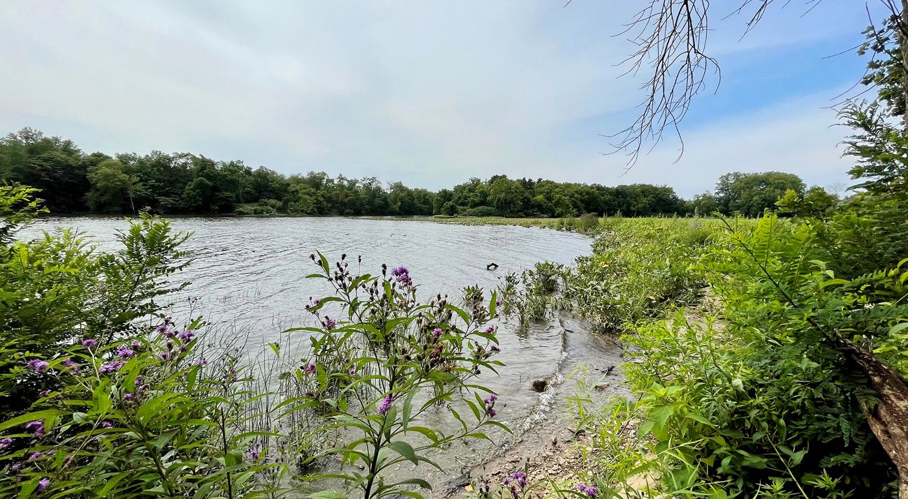 A freshwater tidal marsh. A wide body of water is circled by tall grasses and flowering plants. A forest dominates the background, lining the horizon under a blue sky streaked with white clouds.