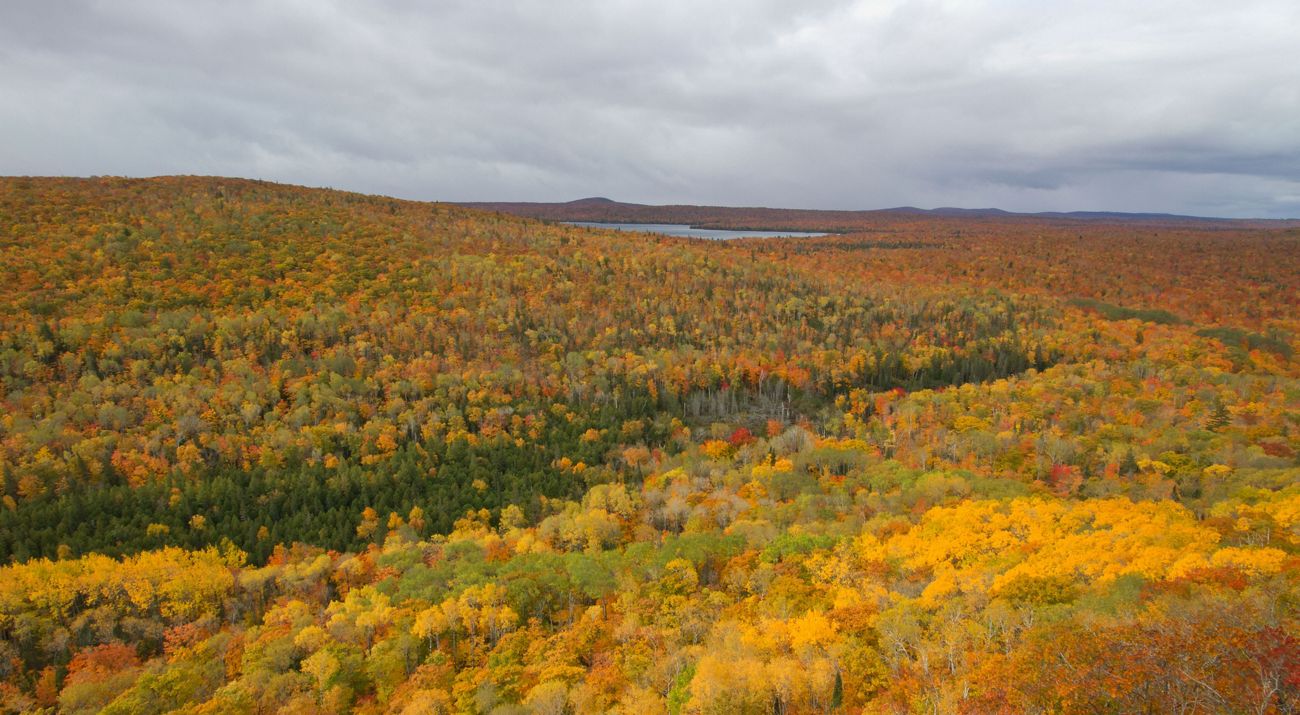 Overlooking a colorful autumn forest that stretches all the way to the horizon.