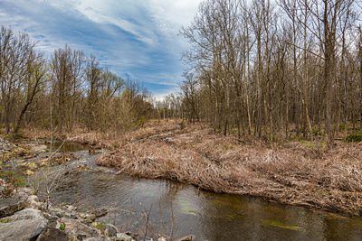 Un pequeño arroyo que fluye entre juncos marrones y árboles sin hojas.