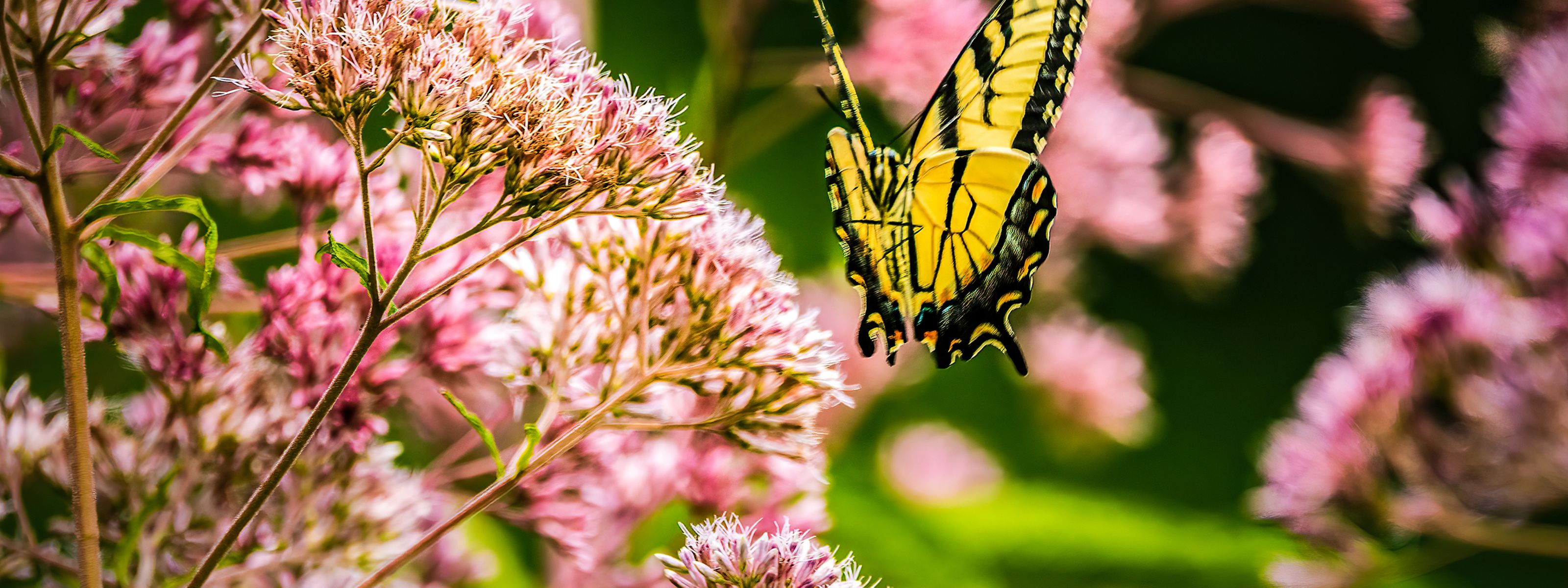 A yellow and black winged butterfly perches on a bush of pink flowers.