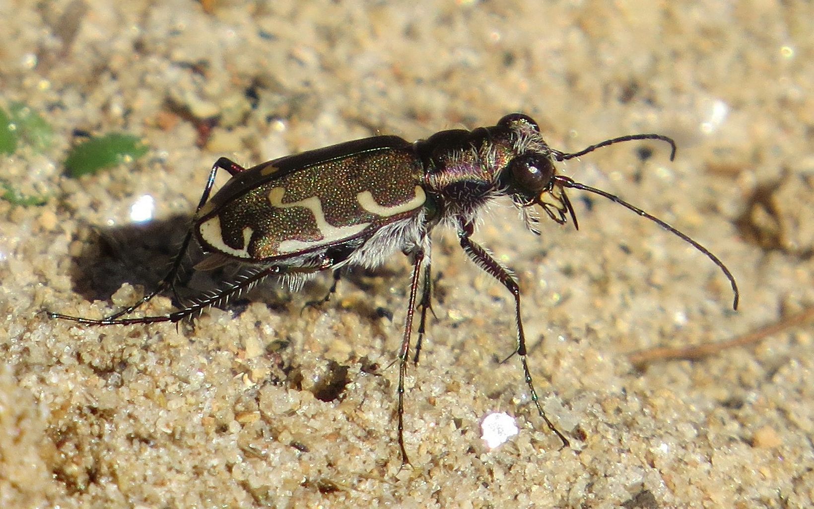 A brown, slightly iridescent beetle.