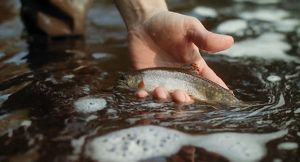 A hand holding a brook trout.