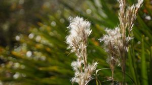 Tall brown grasses are topped by fuzzy white feathery tufts. A plant with long green spiky leaves is blurred in the background.