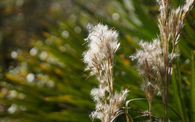 Tall brown grasses are topped by fuzzy white feathery tufts. A plant with long green spiky leaves is blurred in the background.