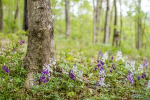 Small purple wildflowers emerge from the forest floor.