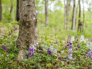 Small purple wildflowers emerge from the forest floor.
