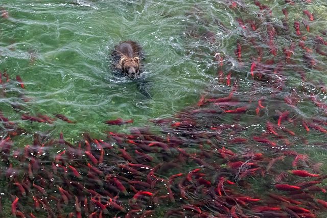 Brown bear in water seeking salmon in Alaska's Katmai National Park.